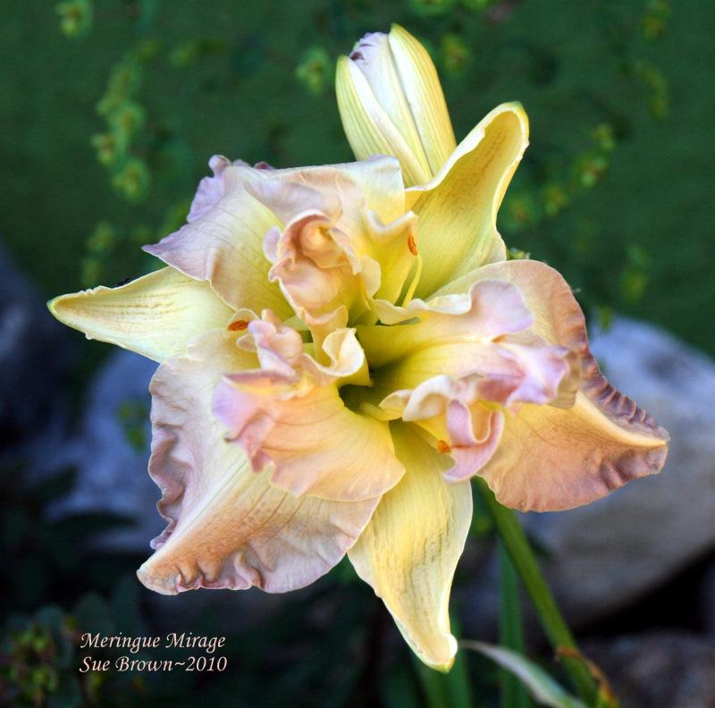 Photo of Daylily (Hemerocallis 'Meringue Mirage') uploaded by Calif_Sue