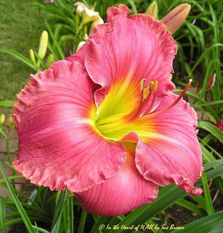 Photo of Daylily (Hemerocallis 'In the Heart of It All') uploaded by Calif_Sue