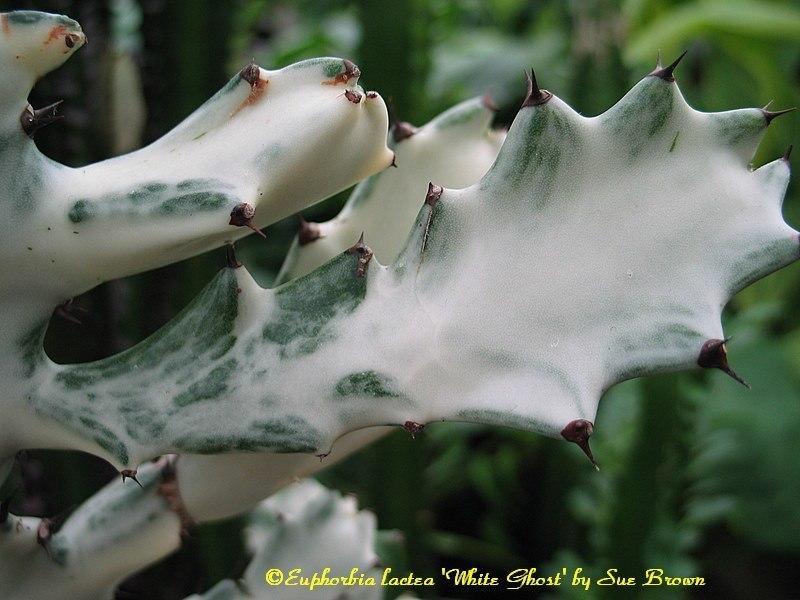 Photo of Euphorbia (Euphorbia lactea 'White Ghost') uploaded by Calif_Sue