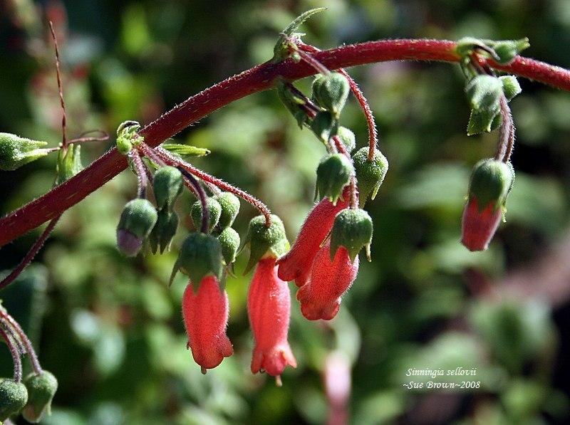 Photo of Hardy Red Gloxinia (Sinningia sellovii) uploaded by Calif_Sue