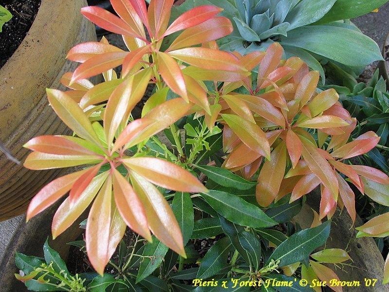 Photo of Hybrid Andromeda (Pieris 'Forest Flame') uploaded by Calif_Sue