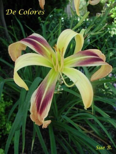 Photo of Daylily (Hemerocallis 'De Colores') uploaded by Calif_Sue