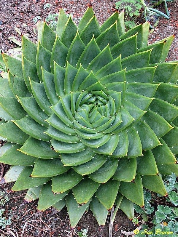 Photo of Spiral Aloe (Aloe polyphylla) uploaded by Calif_Sue