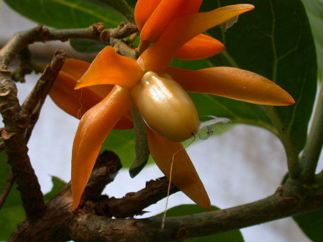 Photo of Gold Finger Plant (Juanulloa mexicana) uploaded by Ferenc