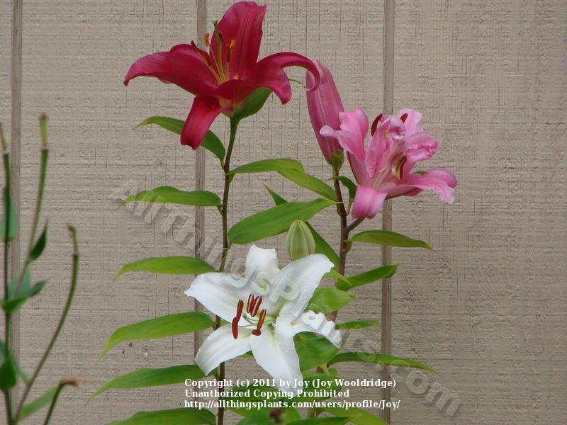 Photo of Lilies (Lilium) uploaded by Joy
