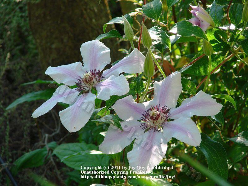 Photo of Clematis 'Nelly Moser' uploaded by Joy