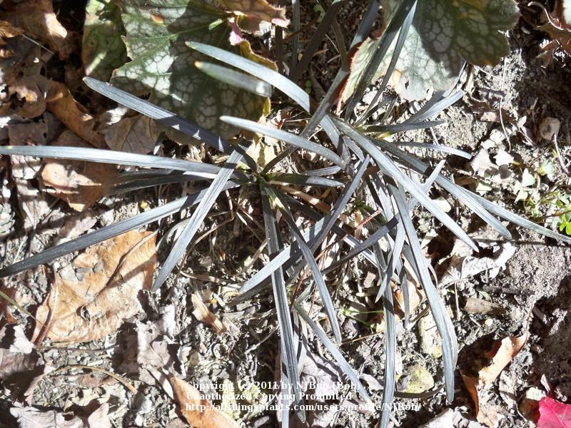 Photo of Black Mondo Grass (Ophiopogon planiscapus 'Kokuryu') uploaded by NJBob