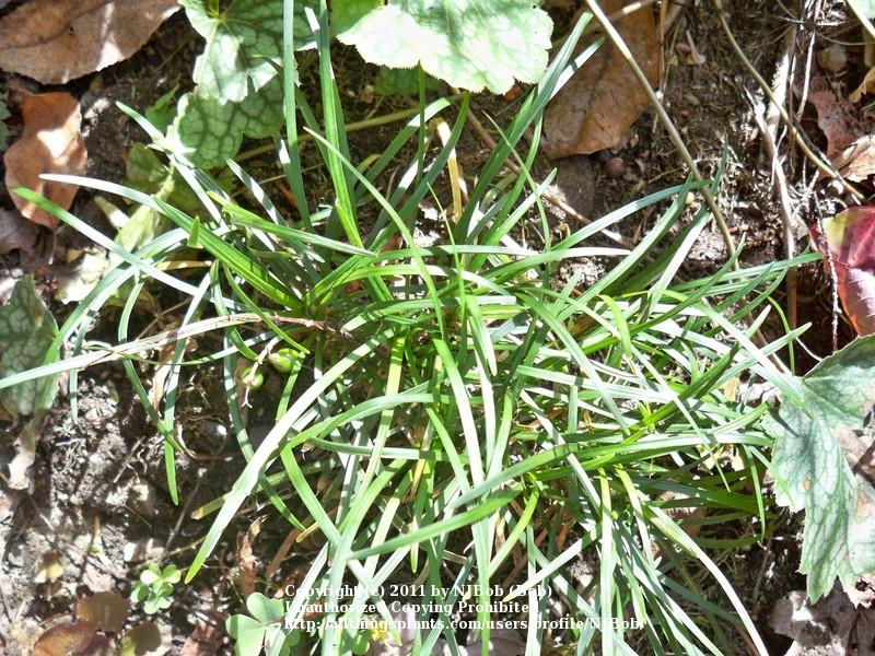 Photo of Mondo Grass (Ophiopogon japonicus) uploaded by NJBob