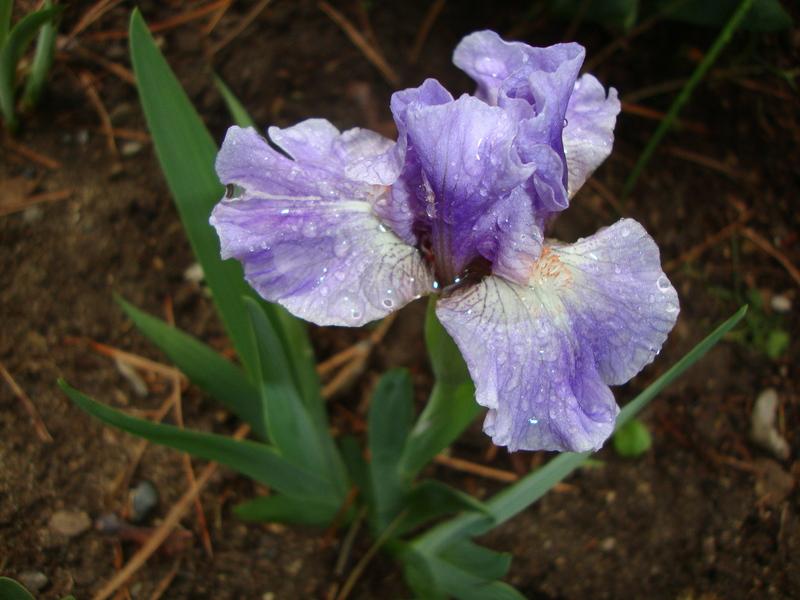 Photo of Standard Dwarf Bearded Iris (Iris 'Gal Pal') uploaded by Paul2032