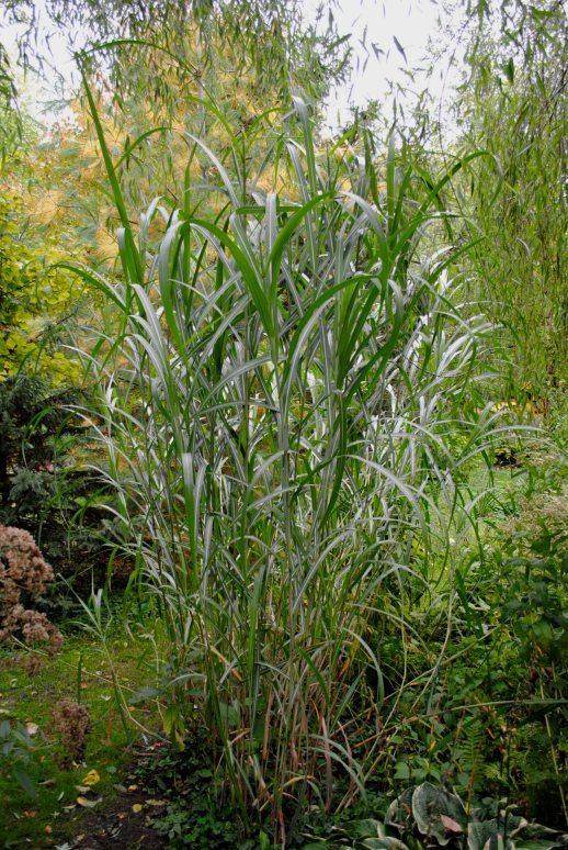 Photo of Giant Chinese Silver Grass (Miscanthus x giganteus) uploaded by chelle