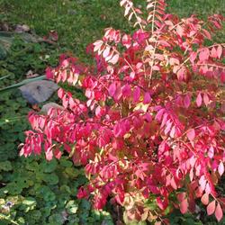 Location: My Northeastern Indiana Gardens - Zone 5
Date: 2011-10-08
At, or very nearly at, peak Autumn colors.