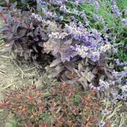 Location: Sun Pittsford NY
Date: 2011-07-06
Bottom center in July.Photo here is Purple Sedum and Lavander Mun