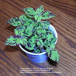 Location: Cincinnati, Oh
Date: September 2011
Coleus Dexter, started from a cutting a few weeks ago.
