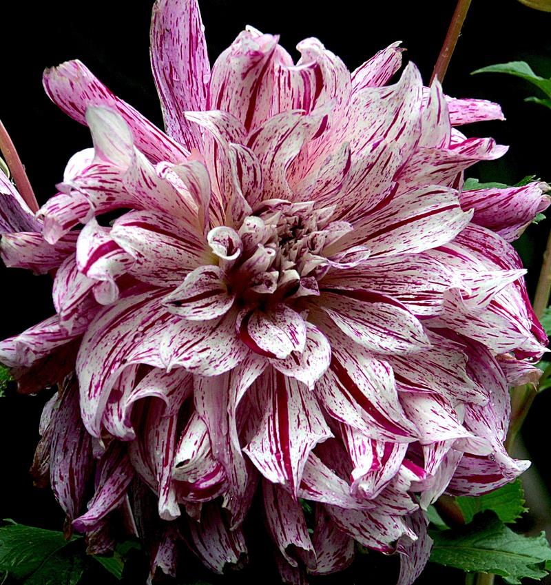 Photo of the bloom of Dinner Plate Dahlia (Dahlia 'Bristol Stripe