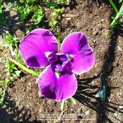 Location: Willamette Valley Oregon
Date: 2011-06-26 
Tetraploid Japanese iris.