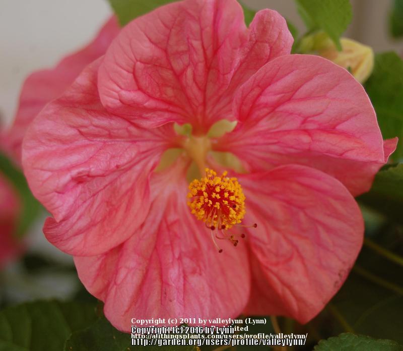 Photo of Flowering Maple (Abutilon 'Bella Pink') uploaded by valleylynn