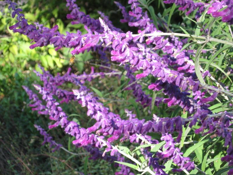 Photo of Mexican Bush Sage (Salvia leucantha) uploaded by wcgypsy