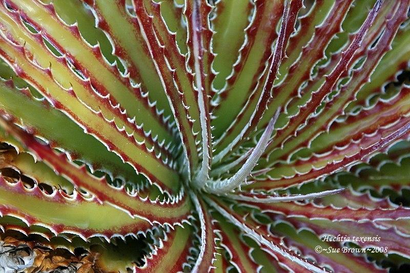 Photo of Guapilla (Hechtia texensis) uploaded by Calif_Sue