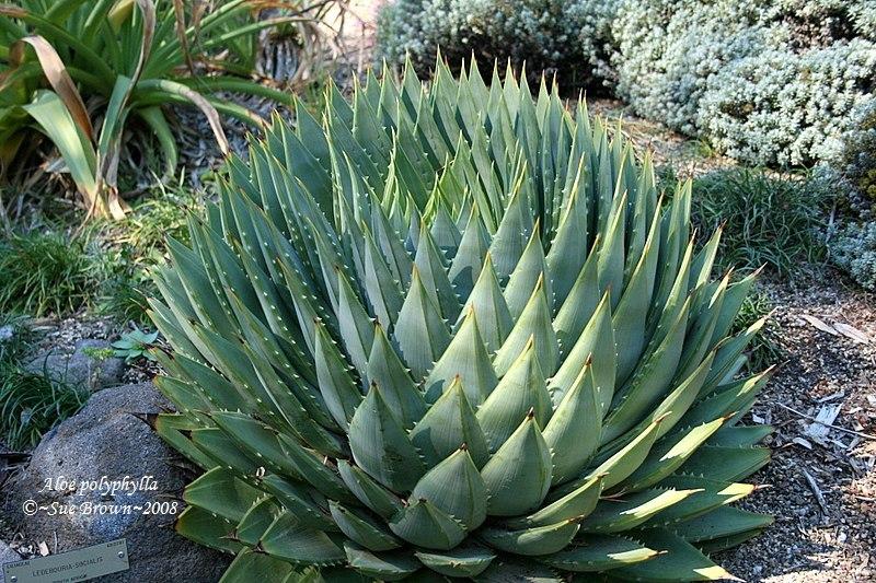 Photo of Spiral Aloe (Aloe polyphylla) uploaded by Calif_Sue
