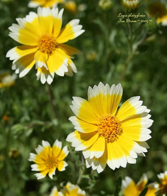 Photo of Tidy Tips (Layia platyglossa) uploaded by Calif_Sue