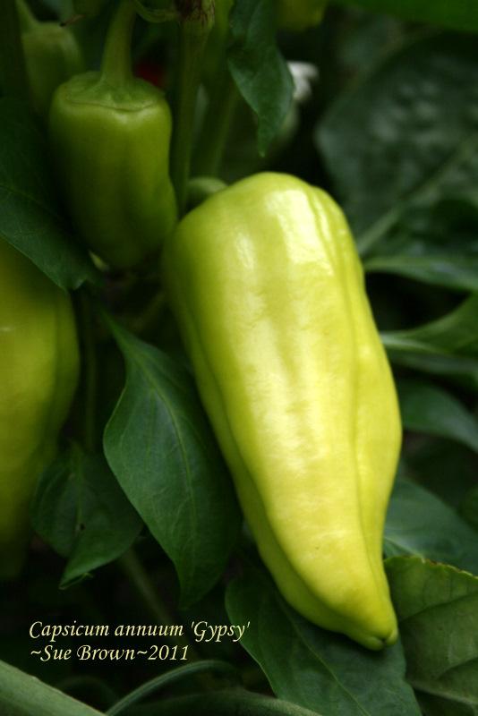 Photo of Sweet Pepper (Capsicum annuum 'Gypsy') uploaded by Calif_Sue