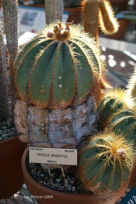 Photo of Ball Cactus (Parodia magnifica) uploaded by Calif_Sue