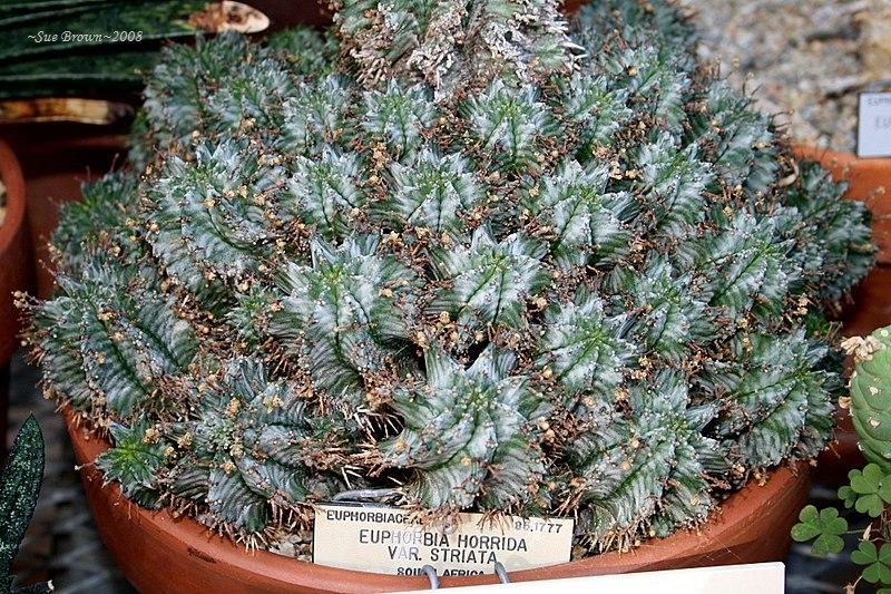 Photo of Euphorbia (Euphorbia polygona) uploaded by Calif_Sue