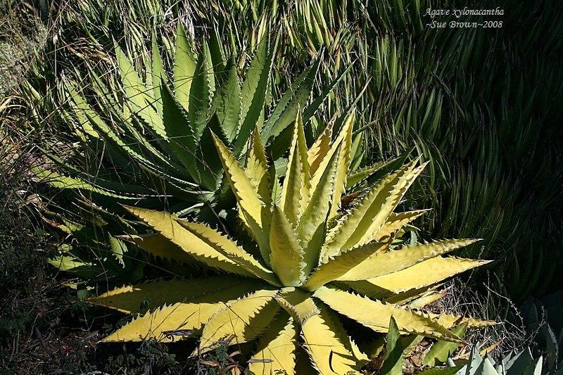 Photo of Saw-Leaf Agave (Agave xylonacantha) uploaded by Calif_Sue