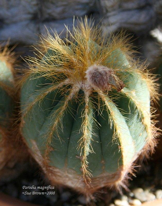Photo of Ball Cactus (Parodia magnifica) uploaded by Calif_Sue
