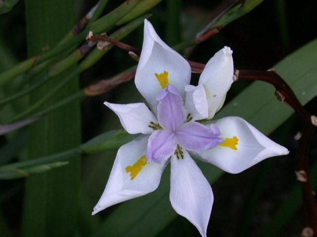 Photo of Butterfly Iris (Dietes grandiflora) uploaded by Ferenc