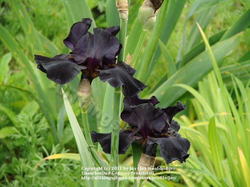 Photo of Tall Bearded Iris (Iris 'Night Ruler') uploaded by Joy