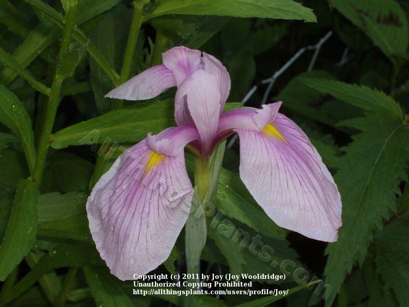 Photo of Japanese Iris (Iris ensata 'Pink Lady') uploaded by Joy