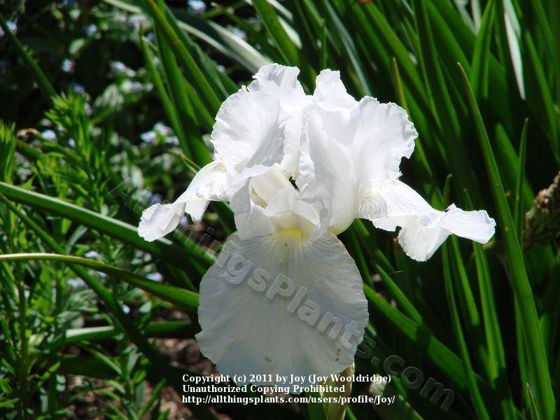 Photo of Tall Bearded Iris (Iris 'Immortality') uploaded by Joy