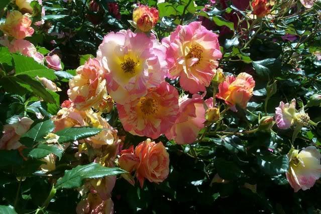 Photo of Rose (Rosa 'Citrus Splash') uploaded by Newyorkrita