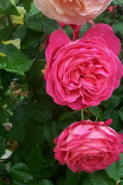 Photo of Rose (Rosa 'Star of the Nile') uploaded by Newyorkrita