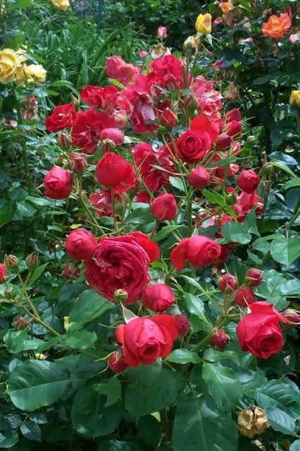 Photo of Rose (Rosa 'Francois Rabelais') uploaded by Newyorkrita
