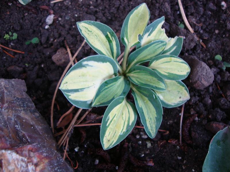 Photo of Hosta 'Holy Mouse Ears' uploaded by Paul2032