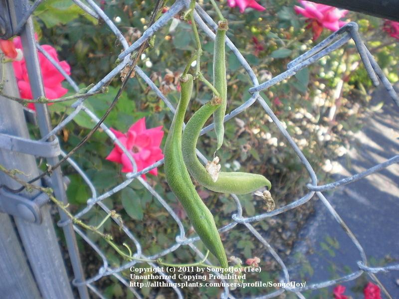 Photo of Runner Bean (Phaseolus coccineus 'Painted Lady') uploaded by SongofJoy