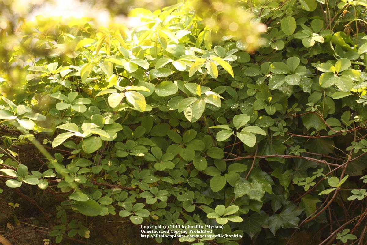 Photo of Five-Leaf Chocolate Vine (Akebia quinata) uploaded by bonitin