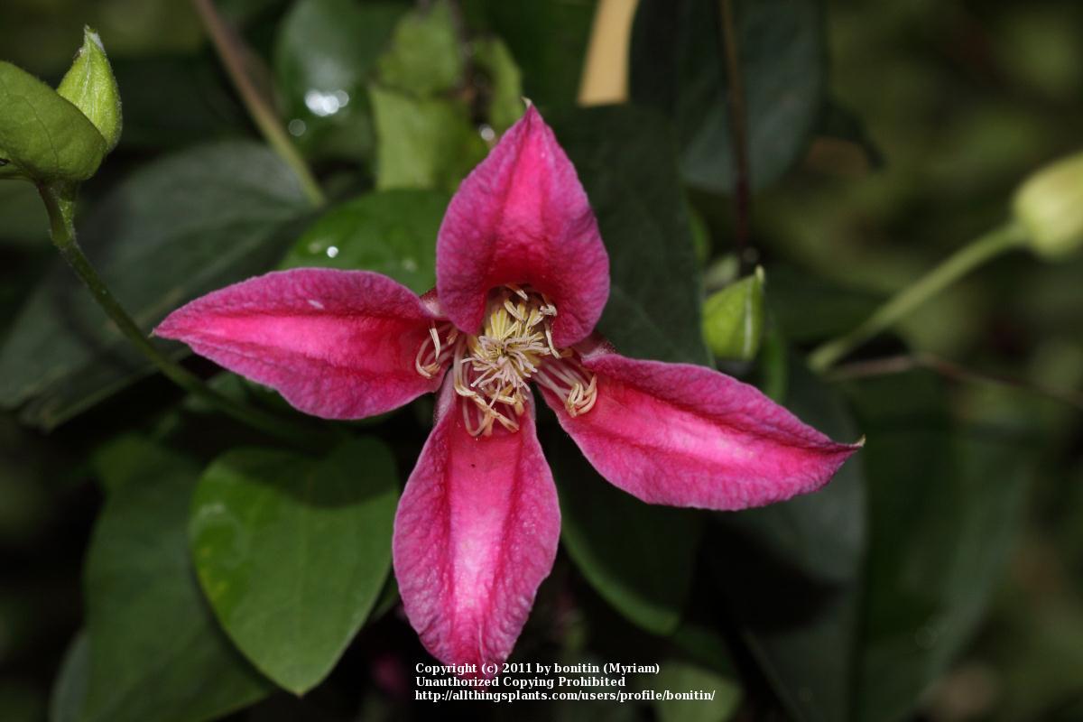 Photo of Clematis (Clematis texensis 'Princess Diana') uploaded by bonitin