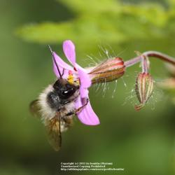 Location: my garden, Gent, Belgium
Date: 2011-05-04
Great bee plant! :-)