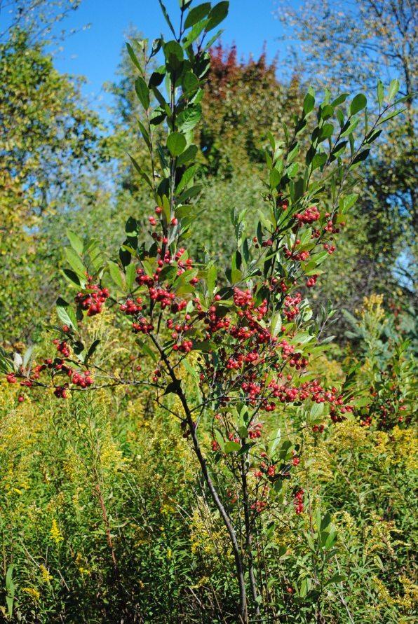 Photo of Red Chokeberry (Aronia arbutifolia 'Brilliantissima') uploaded by chelle
