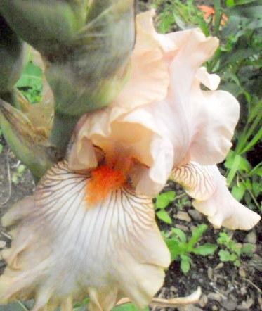 Photo of Border Bearded Iris (Iris 'Twiggy') uploaded by ge1836