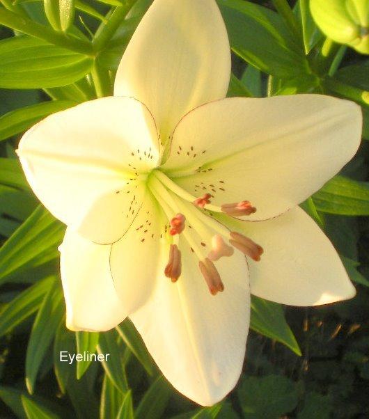 Photo of Lily (Lilium 'Eyeliner') uploaded by ge1836