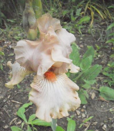 Photo of Border Bearded Iris (Iris 'Twiggy') uploaded by ge1836