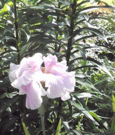 Photo of Japanese Iris (Iris ensata 'Honour') uploaded by ge1836