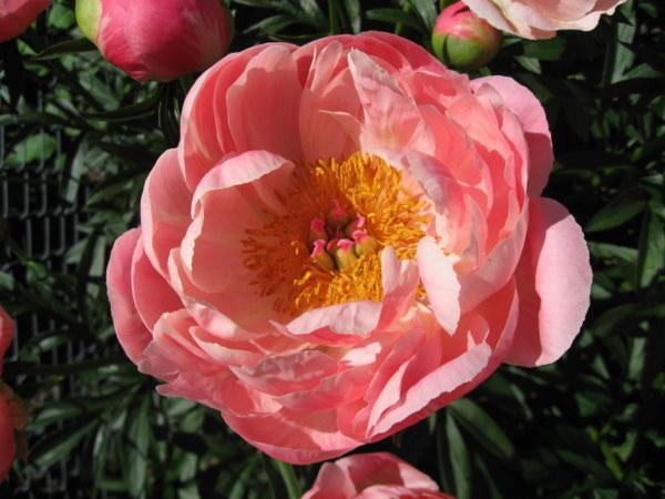 Photo of Garden Peony (Paeonia 'Coral Charm') uploaded by goldfinch4