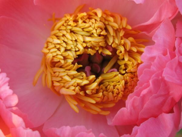 Photo of Garden Peony (Paeonia 'Coral Charm') uploaded by goldfinch4