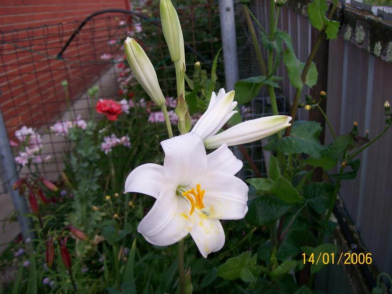 Photo of Lily (Lilium candidum) uploaded by gwhizz