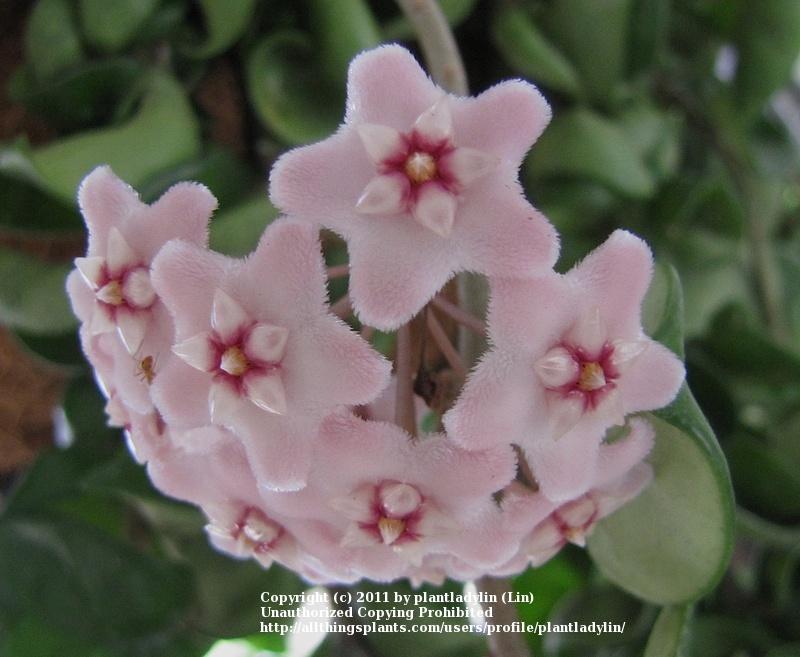 Photo of Hindu Rope Hoya (Hoya carnosa 'Compacta') uploaded by plantladylin